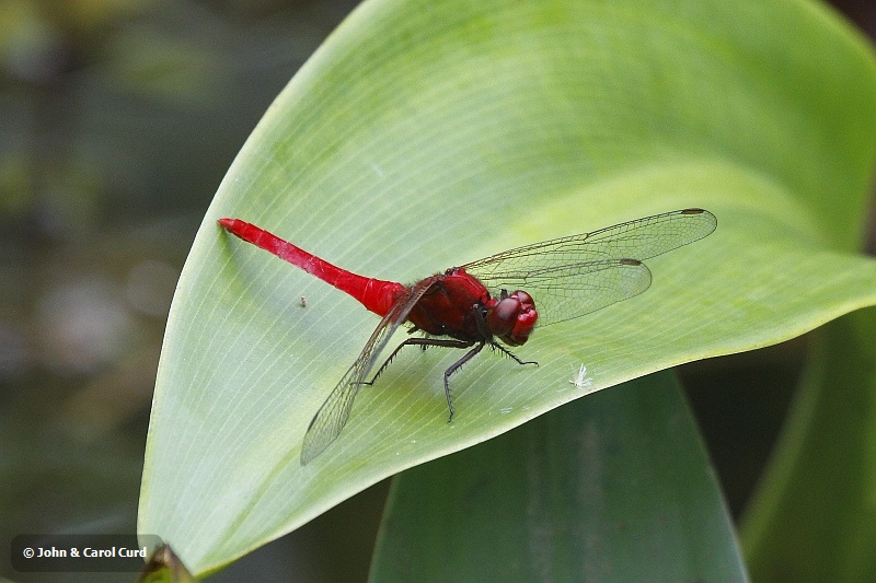 J01_1329 Rhodothemis rufa.JPG